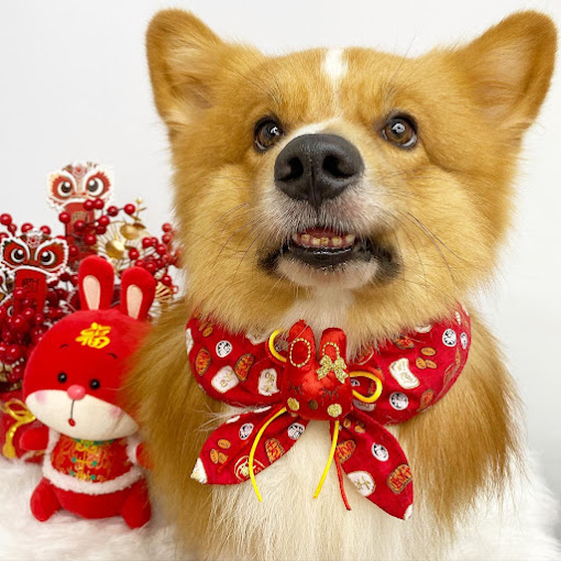 balestier road pet shop